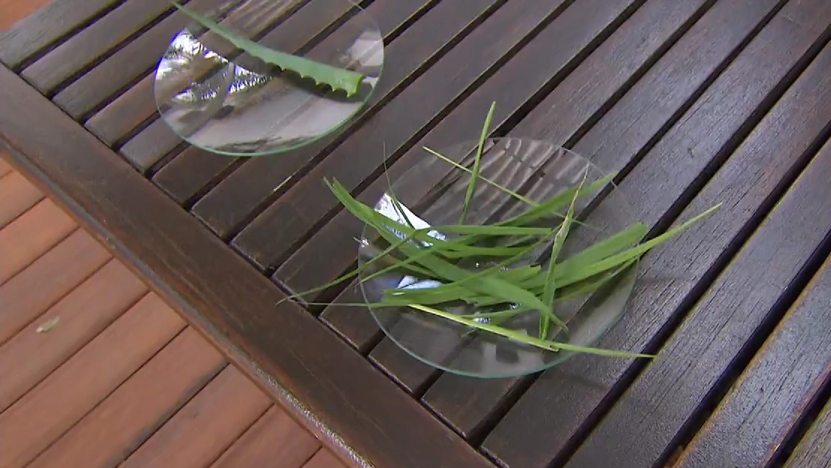 Especialista alerta sobre uso incorreto de plantas medicinais