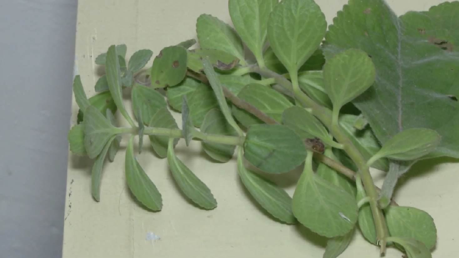 Ciência e plantas medicinais