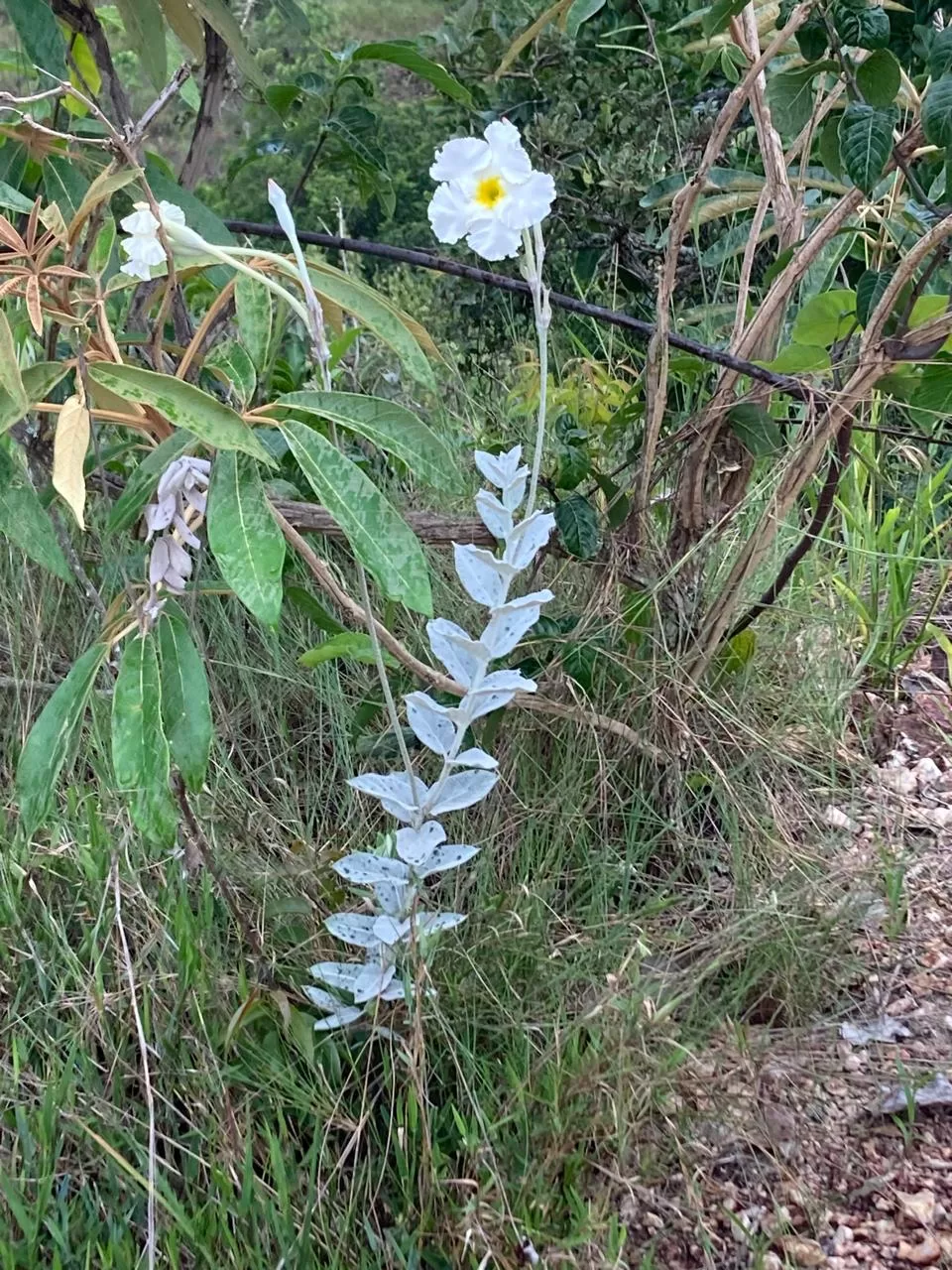 Excursão no cerrado da Serra de Piumhí